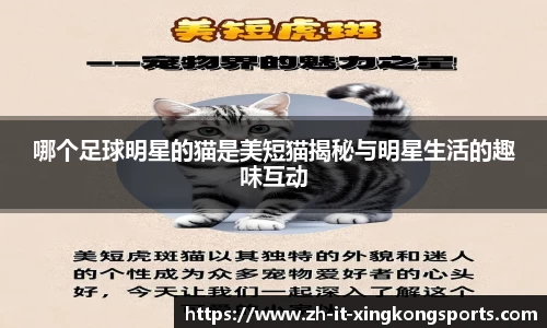 哪个足球明星的猫是美短猫揭秘与明星生活的趣味互动
